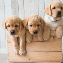 Лабрадор Благовещенске, в Благовещенске