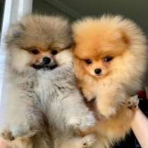 Бомбезные щенки померанского шпица, в г.Париж