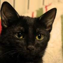 Очаровательная кошечка со звонким именем Полька, в Москве