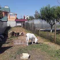 Продам дойных коз, в Нововоронеже
