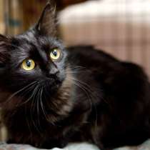 Элегантная Джейн Ли ищет себе друга, в Москве