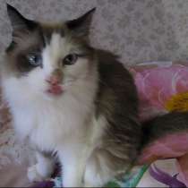 Замурчательный кот ищет хозяев, в г.Усть-Каменогорск