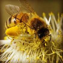 Пчелы и пчелиные домики, фляги, медогонка, в Шуе