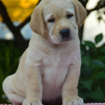 Щеночки Лабрадора Двух Окрасов, в Хабаровске