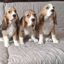 Продам щенков бигля, в г.Ангарск