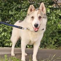 Лайка Семочка ищет свою семью, в Москве