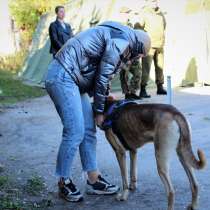 Отдам пса в хорошие руки, в Москве