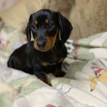 Стандартные щенки таксы, в Москве