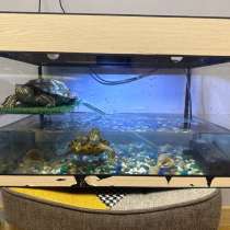 Черепашки 4 года, вместе с лампой, фильтром, корм ведро 10 л, в Москве