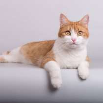 Кошечка Манюня ищет доброе сердце, в Москве