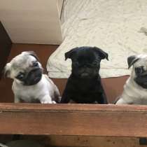 Мопс Щенки ПРОДАЖА, в Екатеринбурге