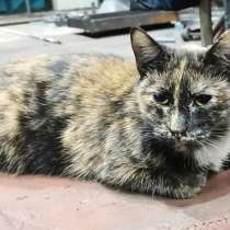 Отдам кошечку-подростка в добрые руки, в Санкт-Петербурге