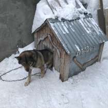 Отдам собаку девочку Ричи в добрые руки вместе с буткой, в Новосибирске