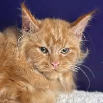 Котята Мейн Кун, в Москве