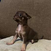 Щенки Чихуахуа, в Архангельске