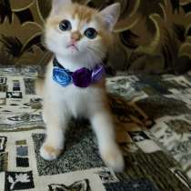 Шотландский котик, в Великом Новгороде