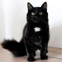 Шикарный, пушистый, чёрный котёнок в добрые руки, в Москве