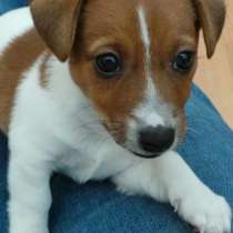 Джек расел Биробиджан, в Биробиджане