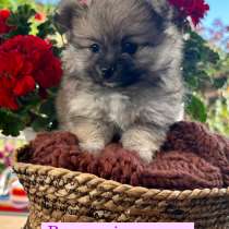 Pomeranian Girl Puppy, в г.Сакраменто