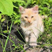 Очаровательные котята, мальчик и девочка ищут дом, в г.Ульяновск