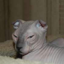 Профессиональный питомник SOUMBIKE предл, в Санкт-Петербурге