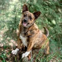 Тигровый кабанчик, звать Софа, в Москве