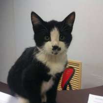 Отдам даром Милые, игривые малыши ищут дом, в Санкт-Петербурге