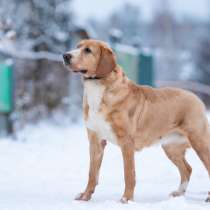 Лабрадор Гоги в добрые руки, в Москве
