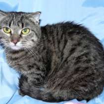 Отдам даром Эшли, молодая полосатая кошечка в дар, в Москве
