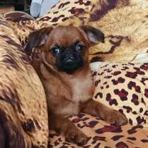 Девочка пти-брабансон, в Москве