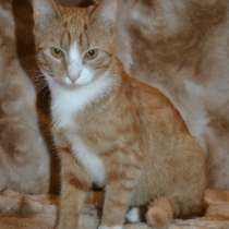 Отдам даром Красавчик Филя ищет дом, в Санкт-Петербурге