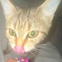 Отдаю кошку, в Сыктывкаре