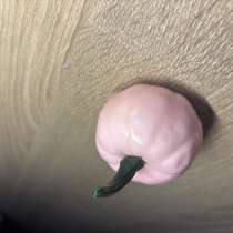 Розовая тыковка (игрушечная), в Барнауле