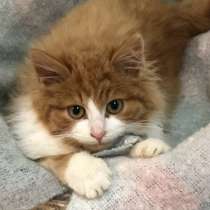 В добрые руки котенька, в Москве