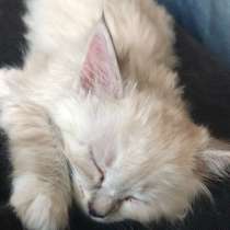 Кошка, 7 месяцев, прививки все есть, в Москве