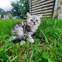 Мраморные котята, в г.Полтава
