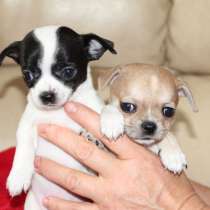 Милашка ищет дом, в Самаре