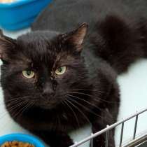 Дружелюбный тихоня Пантелис, в Москве