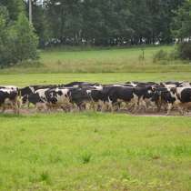 Коровы бычки телята Твери, в Твери