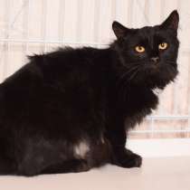 Чудесная мохнатая Пушинка, котенок в дар, в Москве