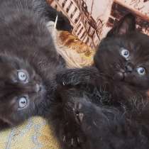 Котята девочки темненькие метисы от шотландской, в Гатчине