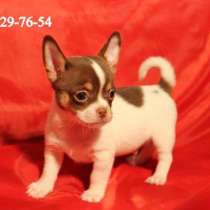 Мини-мальчик чихуа-хуа бело-шоколадный, в Сергиевом Посаде