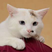 Ищет дом красавица Мальта!, в Москве