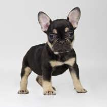 Французский бульдог Кострома, в Костроме