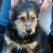 Герда, милая, ласковая щенулька-подросток в добрые руки, в Санкт-Петербурге