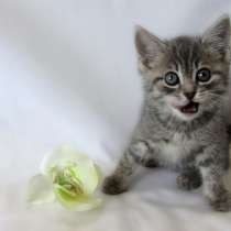 Крутышка малышка - девочка, в Москве