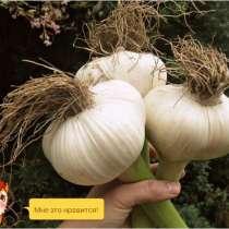 Слоновый чеснок Рокамболь, в Краснодаре