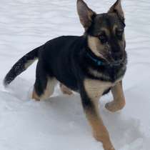 Умничка Берта, метис овчарки, ищет дом!, в Москве