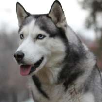 Кобель сибирского хаски для Вязки - РКФ, в Москве