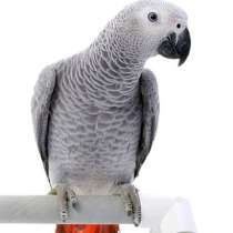 Приму попугая жако в дар, в г.Тбилиси